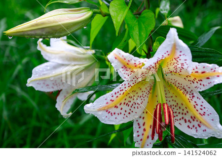 下雨天的百合花 下雨天的百合花 141524062