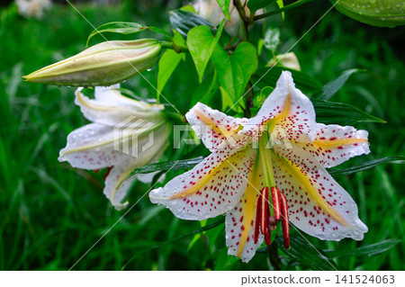 下雨天的百合花 下雨天的百合花 141524063