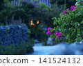 Bougainvillea and a stone-walled path at dusk 141524132