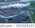 Crabs on the concrete seawall and the incoming waves 141524133