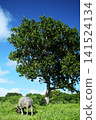 Water buffaloes grazing in the blue sky and shade of trees 141524134