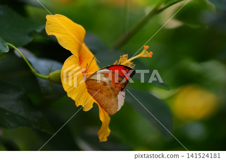一隻紅尖蝴蝶正在吸食花蜜。 141524181