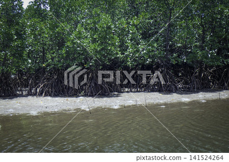 Mangrove roots and riverbank at low tide 141524264
