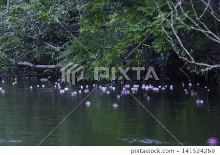 Barringtonia flowers floating on the Yoshikawa River after dawn Barringtonia flowers floating on the Yoshikawa River after dawn 141524269