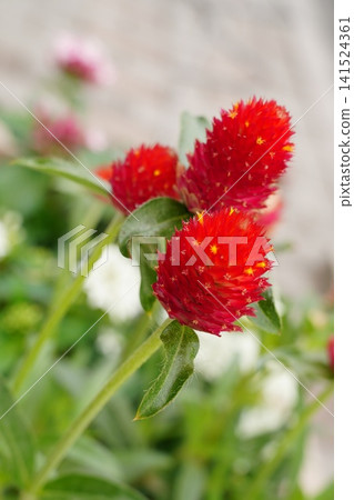 The globe amaranth flowers are in full bloom and at their best. The globe amaranth flowers are in full bloom and at their best. 141524361