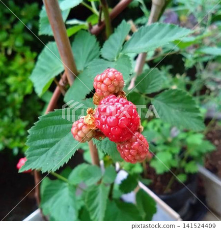 三冠王水果,手工採摘的夏季水果 三冠王水果,手工採摘的夏季水果 141524409