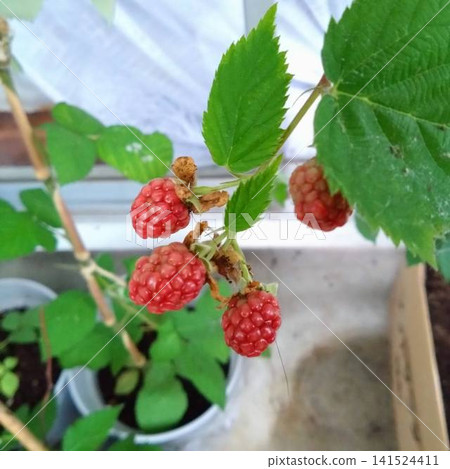 The red fruit of the Triple Crown before it ripens 141524411