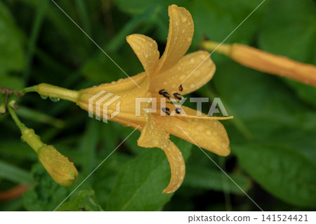 奧茲的萱草，被雨水弄濕了。 141524421