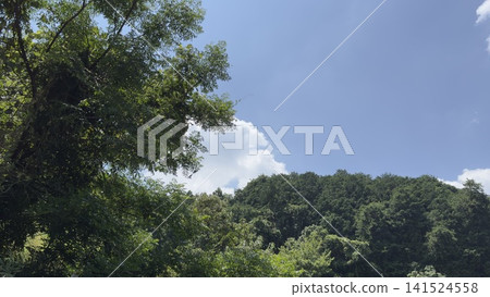 The sky seen from the forest The sky seen from the forest 141524558