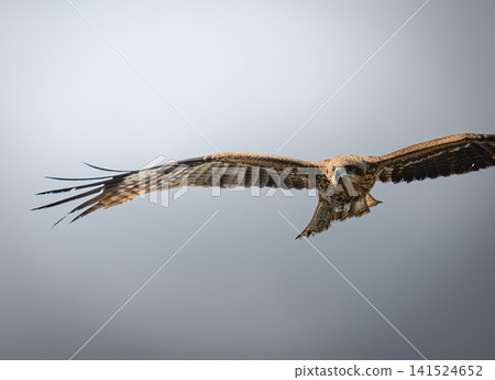 Flying in the sky Flying in the sky 141524652