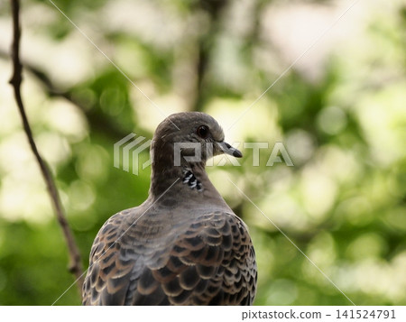 pigeon resting on a tree pigeon resting on a tree 141524791