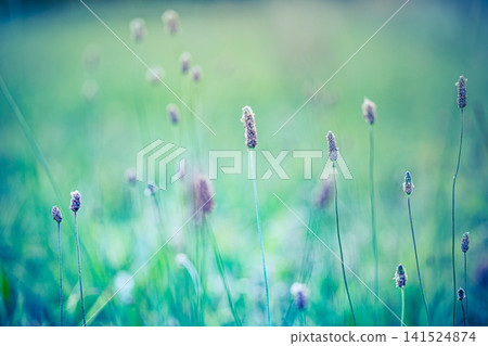 Beautiful lavender stems soft green turquoise backdrop flower field macro closeup. summer purple blooms pastel botanical minimal design copy space nature wellness scene Beautiful lavender stems soft green turquoise backdrop flower field macro closeup. summer purple blooms pastel botanical minimal design copy space nature wellness scene 141524874
