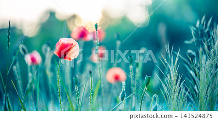 Stunning red poppies backlit evening sun summer wheat meadow golden light macro closeup. wildflower field botanical warm colorful design copy space nature bloom scene 141524875