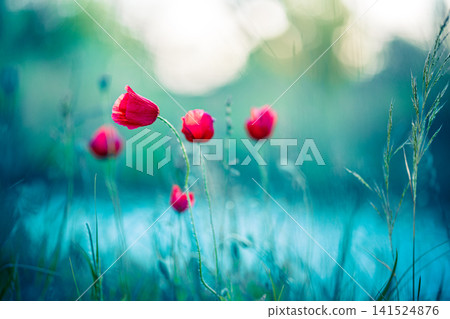 Bright red poppy blooms soft turquoise white backdrop minimal wildflower macro closeup. summer pastel botanical clean colorful design copy space nature outdoors scene 141524876