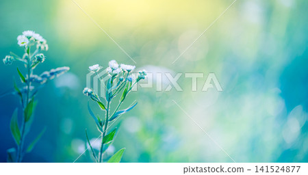 White wildflower stems soft green yellow bokeh summer meadow natural light macro closeup. flower field botanical pastel minimal design copy space nature wellness scene White wildflower stems soft green yellow bokeh summer meadow natural light macro closeup. flower field botanical pastel minimal design copy space nature wellness scene 141524877