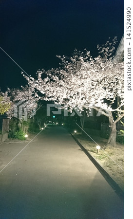 The magical night cherry blossoms viewed from the walking path The magical night cherry blossoms viewed from the walking path 141524990