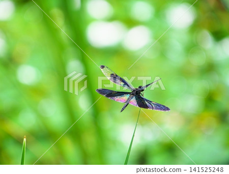 Damselflies that live near water Damselflies that live near water 141525248
