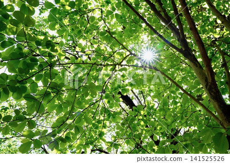 The dazzling rays of sunlight and refreshing dappled light shine through the fresh green leaves. The dazzling rays of sunlight and refreshing dappled light shine through the fresh green leaves. 141525526