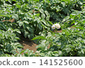 A potato field in early summer, where white flowers bloomed. 141525600