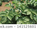 A potato field in early summer, where white flowers bloomed. 141525601
