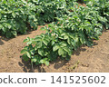 A potato field in early summer, where white flowers bloomed. 141525602