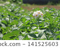 A potato field in early summer, where white flowers bloomed. 141525603