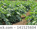 A potato field in early summer, where white flowers bloomed. 141525604