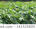 A potato field in early summer, where white flowers bloomed. 141525605