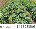 A potato field in early summer, where white flowers bloomed. 141525606