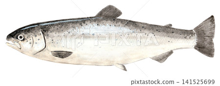 Watercolor painting of salmon trout Watercolor painting of salmon trout 141525699