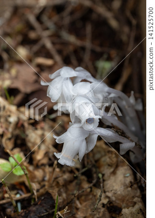 Monotropa uniflora along the boardwalk 141525700