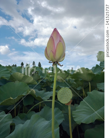 Lotus buds and receptacles before blooming, against a backdrop of blue sky and summer clouds. Lotus buds and receptacles before blooming, against a backdrop of blue sky and summer clouds. 141525737