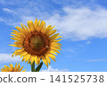 Sunflowers blooming towards the blue sky 141525738