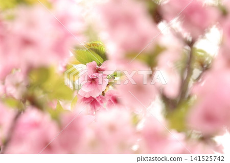 盛開的櫻花預示著春天的到來 141525742