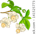 Baobab Flowers Colored Detailed Illustration 141525773