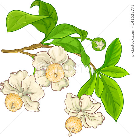 Baobab Flowers Colored Detailed Illustration Baobab Flowers Colored Detailed Illustration 141525773