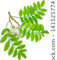 Boswellia Branch Colored Detailed Illustration 141525774