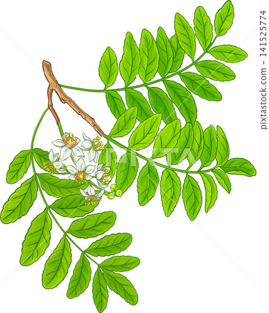 Boswellia Branch Colored Detailed Illustration Boswellia Branch Colored Detailed Illustration 141525774