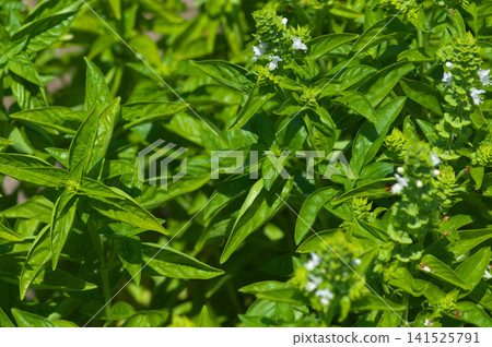 Summer basil that blooms Summer basil that blooms 141525791