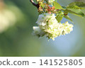 Sonosatokizakura - A cherry tree that bears green flowers. 141525805