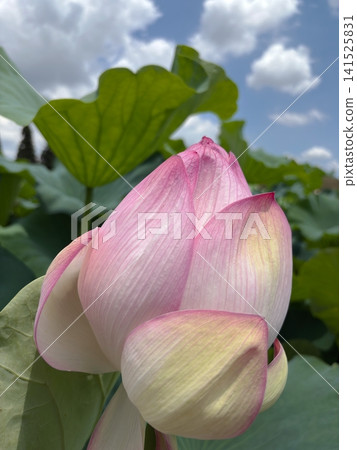 Pink lotus buds swelling against a backdrop of blue sky and summer clouds. Pink lotus buds swelling against a backdrop of blue sky and summer clouds. 141525831