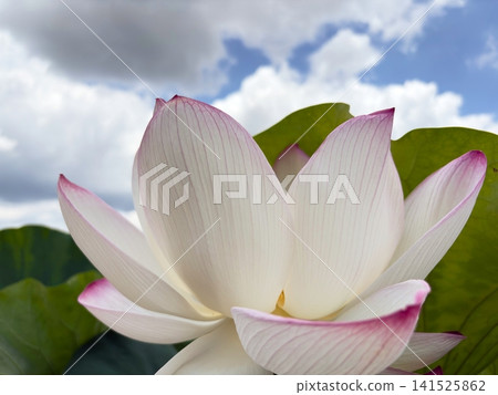 White and pink lotus flowers blooming against a backdrop of blue sky and summer clouds. White and pink lotus flowers blooming against a backdrop of blue sky and summer clouds. 141525862