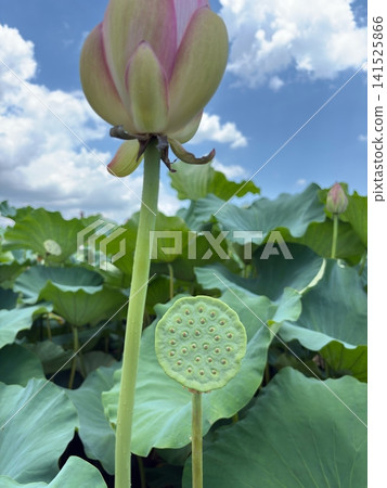 Lotus buds and receptacles against a summer blue sky. Lotus buds and receptacles against a summer blue sky. 141525866