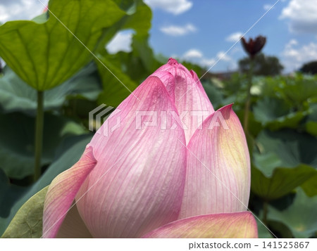 Pink lotus buds waiting to bloom under the summer sky Pink lotus buds waiting to bloom under the summer sky 141525867