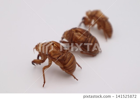 Cicada shell Cicada shell 141525872