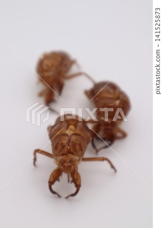 Cicada shell Cicada shell 141525873