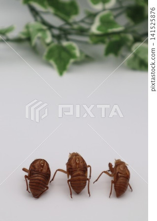 Cicada shell Cicada shell 141525876
