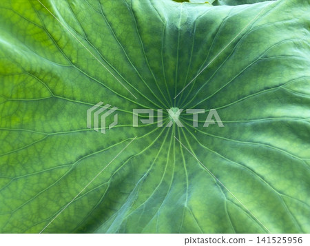 A close-up of the veins of a lotus leaf radiating outwards from the center. A close-up of the veins of a lotus leaf radiating outwards from the center. 141525956