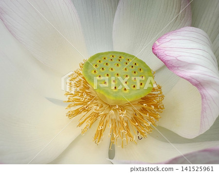 白色的蓮花點綴著綠色的花托和黃色的雄蕊。 141525961