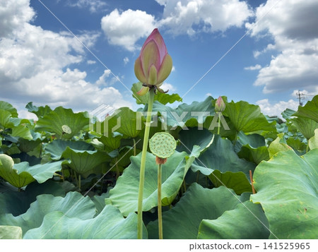 A lotus field with buds and receptacles under a blue sky and summer clouds. A lotus field with buds and receptacles under a blue sky and summer clouds. 141525965